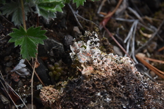 Illosporium carneum