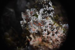 Illosporium carneum