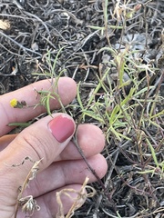 Picradeniopsis multiflora