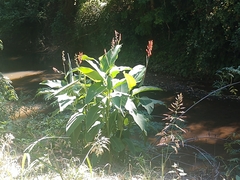 Canna indica