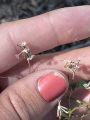 Picradeniopsis multiflora