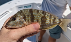 Orthopristis chrysoptera