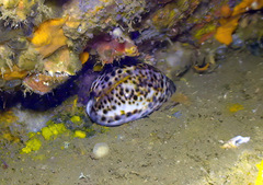 Cypraea tigris