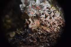 Illosporium carneum