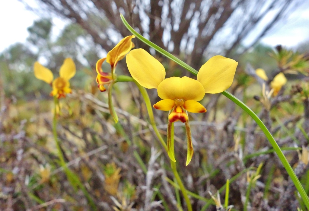 Yellow Granite Donkey Orchid