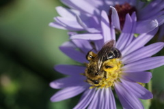Andrena asteris