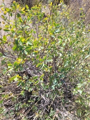 Symphoricarpos rotundifolius