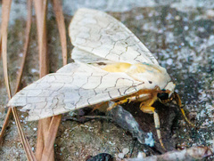 Halysidota