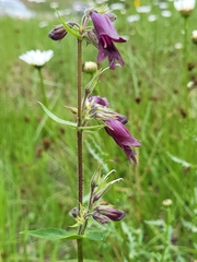 Penstemon whippleanus