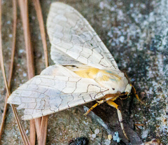Halysidota