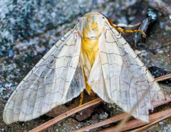 Halysidota