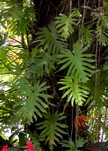 Philodendron radiatum image