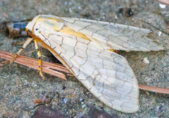 Halysidota