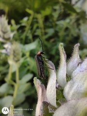 Polemius denticornis