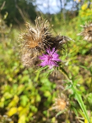 Cirsium muticum