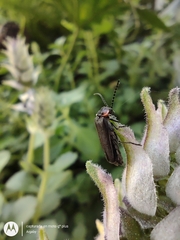 Polemius denticornis