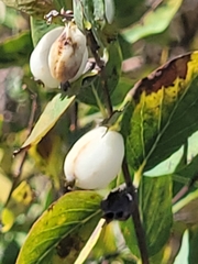 Symphoricarpos rotundifolius