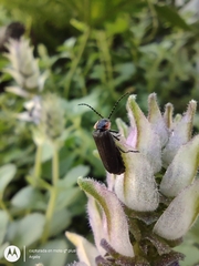 Polemius denticornis