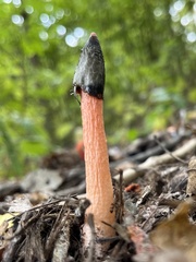 Phallus rugulosus