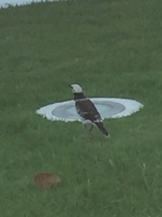 Gracupica nigricollis