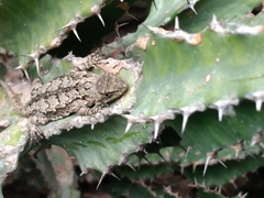 Sceloporus spinosus