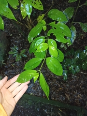 Geniostoma ligustrifolium ligustrifolium