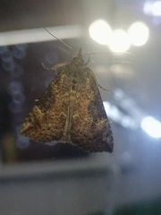 Hypena rostralis