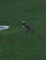 Gracupica nigricollis