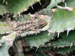 Sceloporus spinosus