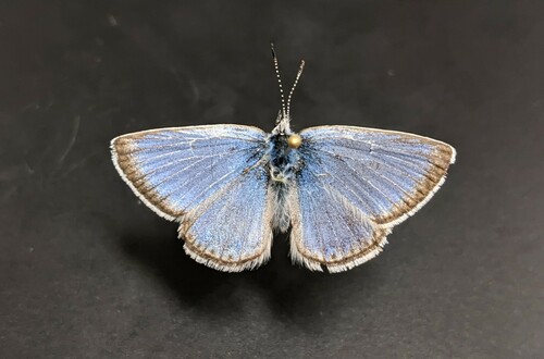 iNaturalist observation photo of Boisduval's Blue