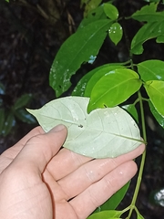 Geniostoma ligustrifolium ligustrifolium