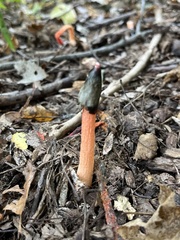 Phallus rugulosus