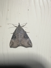 Hypena rostralis