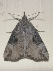 Hypena rostralis