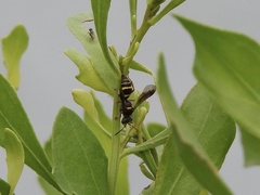 Hoplisoides