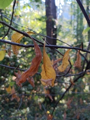 Oemleria cerasiformis