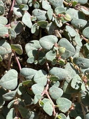 Euphorbia fendleri