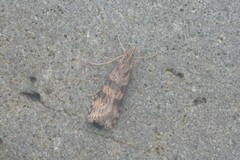 Nomophila nearctica