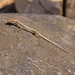 Damara Skink - Photo (c) Tom, some rights reserved (CC BY-NC), uploaded by Tom