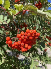 Sorbus decora