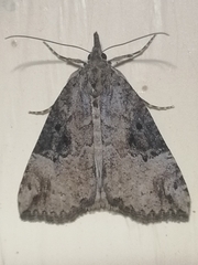 Hypena rostralis