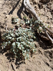 Euphorbia fendleri