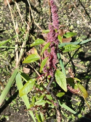Amaranthus tuberculatus