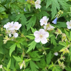 Geranium richardsonii
