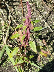 Amaranthus tuberculatus