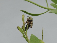 Tachytes