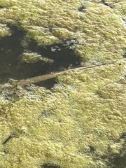 Hypoxylon rubiginosum