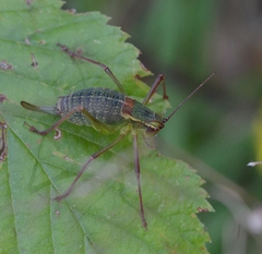 Barbitistes serricauda