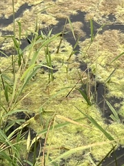 Hypoxylon rubiginosum