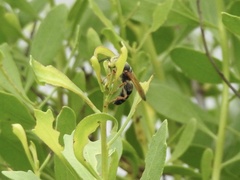 Tachytes